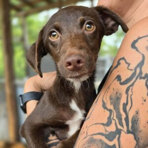 JESKO (♂) - auf PS im PLZ Bereich 46 -vermittelt