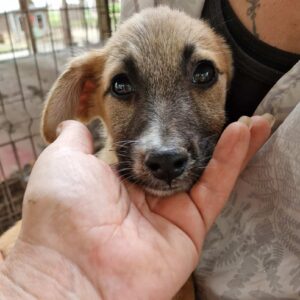 EVCHEN (♀) - ausgereist zur SHR e.V.