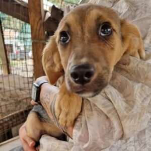 ELMO (♂) - RBB 10/24