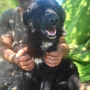 MAUSI (♀) - auf PDR PS im PLZ Bezirk 72 - vermittelt