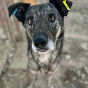 CHESTITY (♀) - Notfall: sehr dünnes Mobbingopfer, Bisswunden - ausgereist zum TH Iserlohn