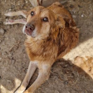 THABO (♂) - Notfall im Shelter: resignierter, müder Senior, läuft schlecht, schlechte Zähne - jetzt auf PDR PS im PLZ Bezirk 56