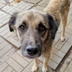 JOSCHY (♂) - Notfall! - Mobbingopfer, viel zu dünn