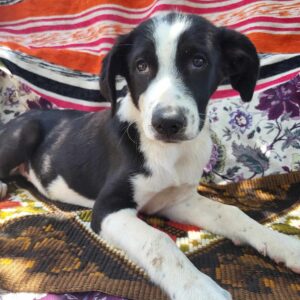 WILLY (♂) vermittelt MD