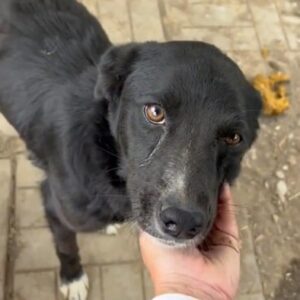 LUNI (♀) - auf PDR PS im PLZ Bezirk 57 - vermittelt