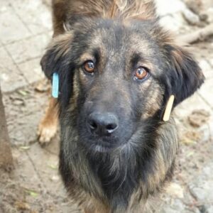 AILINA - reserviert (Sasi) - vermittelt