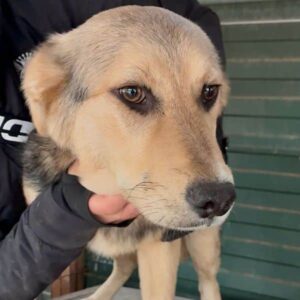 LITTLEFOOT (♂) - wird unsicher, sollte dringend ausreisen