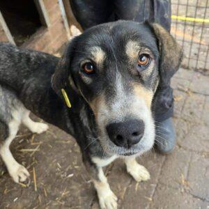 YASASHI - Notfall im Shelter - jetzt auf PDR PS im PLZ Bezirk 78 - vermittelt