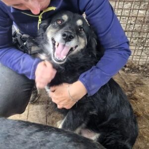 LANAR (♂) - auf PS im PLZ Bereich 42 (MK) *ausgereist*