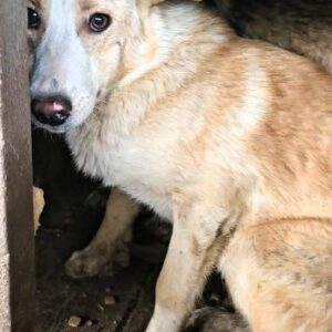 PICCO (♂) - bereits sehr unsicher- sollte zeitnah ausreisen!