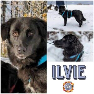 ILVIE in 82223 Eichenau - vermittelt