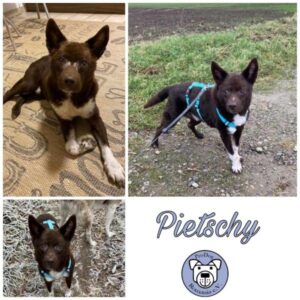 PIETSCHY - Gnadenplatzhund seit dem 29.10.2022