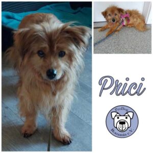 PRICI - Gnadenplatzhund seit dem 06.12.2023