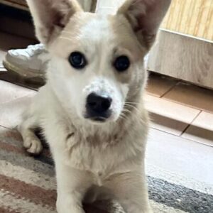 PECKO - ausgereist zu Vierbeiner in Not