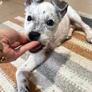 KNOPFI - Dreibein - med. Notfall - vermittelt LS