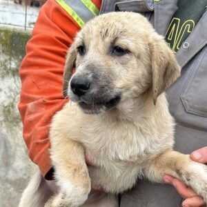 ANTON - ausgereist zum TH Iserlohn