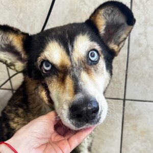 HEATHER - Bissverletzung am Kopf - ausgereist zu PVA