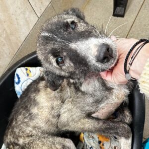 AZIMA - Hautprobleme - sollte zeitnah reisen - vermittelt Isabelle