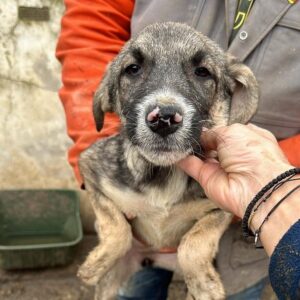 LIEVA - ausgereist zum TH Iserlohn