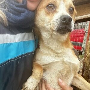 SILVESTER - ausgereist zu Vierbeiner in Not