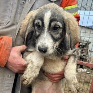 RHANYA - vermittelt MD