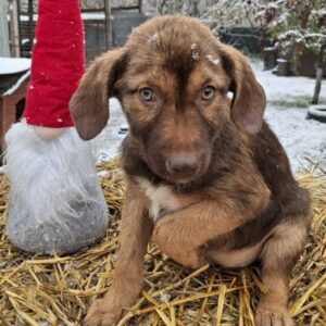 TCHIBO (♀) - ausgereist zu Vierbeiner in Not