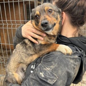 LISSA (♀) - ausgereist zur Tierhilfe Lebenswert