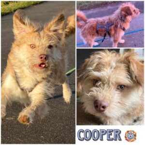 COOPER (Donut) in 31084 Freden - vermittelt