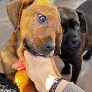 MANOUKA - ausgereist zum TH Filderstadt