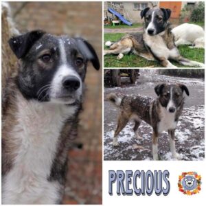 PRECIOUS (♀) in 17209 Eldetal