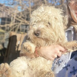 NELI - vermittelt Anna