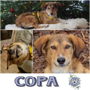 COPA in 79736 Rickenbach - vermittelt