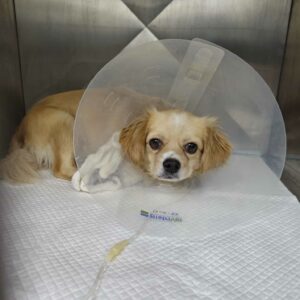 MAMILA - reserviert Tierhilfe Lebenswert DR - vermittelt