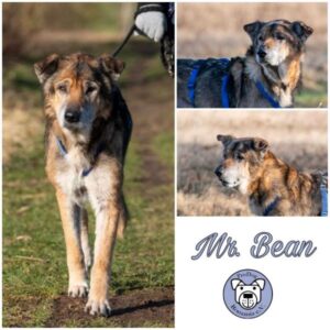 Mr. BEAN - Gnadenplatzhund seit dem 29.01.2024