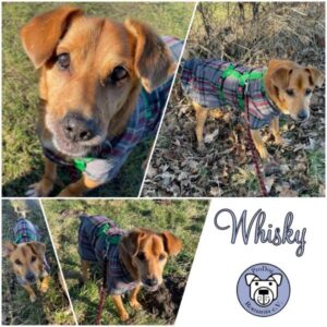 WHISKY - Gnadenplatzhund seit dem 30.01.2024 - vermittelt