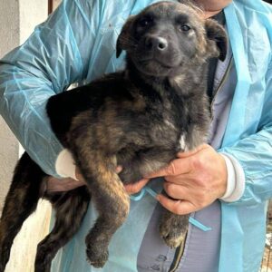 BILLIE (♀) - ausgereist zum TH Tuttlingen