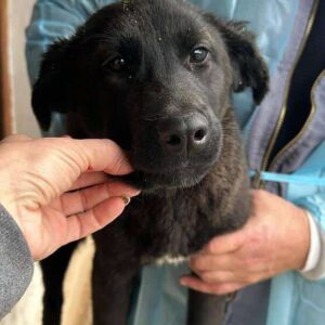 TINAH (♀) - vermittelt CD