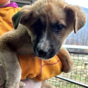 PANINA (♀) - auf PDR PS im PLZ Bezirk 21 - vermittelt