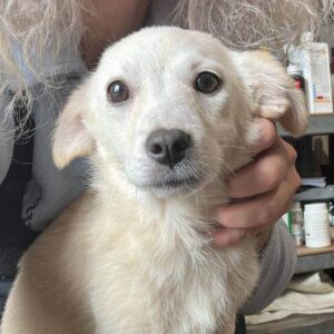 SNOWFLAKE (♀) - ausgereist auf PDR PS im PLZ Bezirk 21 - vermittelt