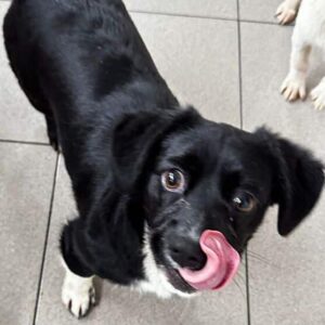 TWINKY (♀) - ausgereist zu Second Chance Dogs