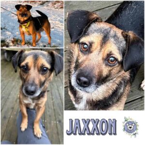 JAXXON (♂) in 40670 Meerbusch - vermittelt