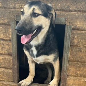 KANOA (♂) - NOTFALL, instabiler Vorderlauf, sollte dringend ausreisen