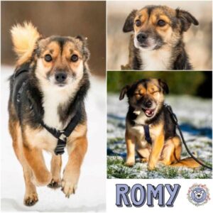 ROMY (♀) in 38471 Rühen - vermittelt