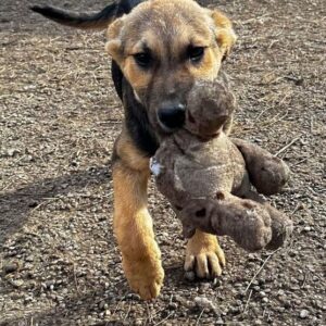 ÜZUM (♀) - vermittelt MD