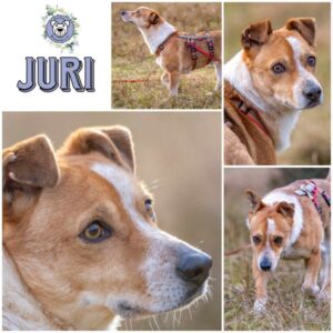 JURI (♂) in 24768 Rendsburg - vermittelt