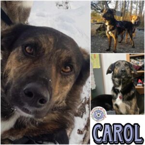 CAROL (♀) in 82223 Eichenau - vermittelt