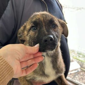 MARLIN (♂) (= FALK)