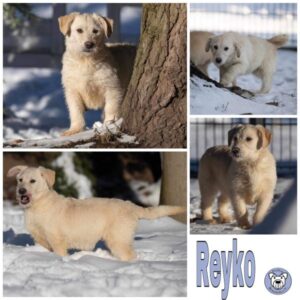 REYKO (♂) in 99427 Weimar - vermittelt