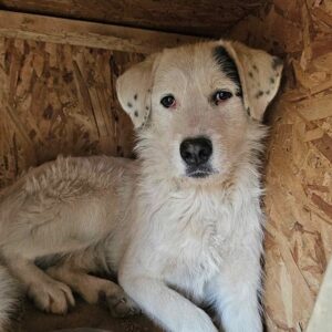 KIT (♂) - Handicap - humpelt vorne links