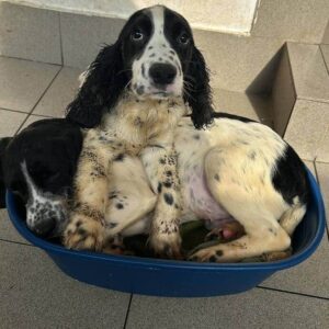 CATALEA (♀) - vor Ort vermittelt 03/24